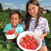 Rafael und Ariana haben das Geheimnis der süßen Früchte entdeckt und holen sich ihre Erdbeeren auf der Plantage in Heinrichsheim.