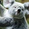 Klimawandel bedroht Polarfuchs und Koalabär
