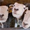 Markus Schnitzler aus Dießen hat sich in der englischen Partnerstadt Windermere in die Herdwick-Schafe verguckt. Jetzt züchtet er sie in Dießen.