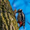 Der Buntspecht gilt als sehr anpassungsfähig. Daher sind die Bestände des Waldvogels in Bayern zuletzt stark angestiegen.