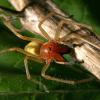 Ein Biss von einem Ammen-Dornfinger ist giftig! Wie die Spinne erkannt werden kann und was bei einer Bisswunde zu tun ist, erfahren Sie in diesem Artikel.