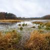 Die Wasserfläche im Moor an der Rehwiese ist von einem Pflanzengürtel umgeben.