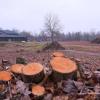 Im Rieser Sportpark wurden zuletzt zahlreiche Bäume gefällt. Nur eine Platane blieb stehen.