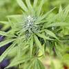 Mehr als 60 Cannabispflanzen und die entsprechende Plantagentechnik entdeckte die Polizei in einem Altenstadter Keller.