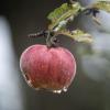 Alte Streuobstsorten sind im Landkreis Weilheim-Schongau gefragt.