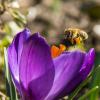 Biene im Landeanflug. Diesen Moment, der mit dem Krokus als Gastgeber für einen Sekundenbruchteil Frühling steht, hat unser Mitarbeiter Erich Herrmann festgehalten. 