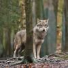 Mehr als 100 Jahre wurde kein Wolf in Bayern gesichtet – bis zum Mai 2006. 