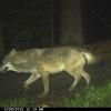 Dieser Wolf ist einer automatischen Kamera im Bayerischen Wald vor die Linse gelaufen. 