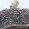 Der Gablinger Storch wartet auf seine Liebste. 