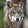 Ein Wolf (Canis Lupus Lupus) läuft durch ein Gehege.