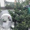Bei Wind und Wetter verkauft Josef Thoma in Gerlenhofen Weihnachtsbäume.  