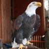 Weißkopfseeadler Bonny aus der Auffangstation Mittelfranken ist eine der Hauptattraktionen der Waldweihnacht auf Gut Mergenthau. Anton Englhard beantwortet geduldig alle Fragen zu dem imposanten Greifvogel. 