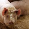 Strohmatic heißt das neuartige System, das zweimaltäglich Stroh auf die Schweine rieseln lässt.
