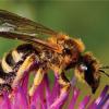 Die Gelbbindige Furchenbiene, Wildbiene des Jahres 2018, profitiert von den Blumen auf der Wildbienenweide in Obergailingen.  	