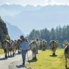 Schweiz, Meiental: Mit Blumen geschmückte Kühe laufen auf einer Straße am Sustenpass bei ihrem Almabtrieb von der Alm Hinterfeld ins Dorf Wassen. Kaum etwas klingt altbackener als ein "Früher war alles besser". Ewig gestrig, diese Nostalgie. Oder doch nicht? Anfangs machte der Begriff auf eine Krankheit aufmerksam - angeregt durch Kühe auf der Weide. 