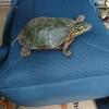 Eine Wasserschildkröte wurde in Ichenhausen gefunden. Nun wird der Besitzer gesucht. 