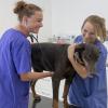 Simone Stroh und Tierarzthelferin Ronja Flohr (Bild oben) untersuchen Hund Luja auf einem der Behandlungstische.<b> </b>
