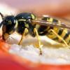 Bei Allergie gegen Wespen ist Vorsicht geboten. Wie lassen sich Wespen vertreiben? Was hilft bei einem Wespenstich? 