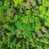 Bestehende Urwälder in Europa sollen besser geschützt werden, neue Bäume dazukommen. So stellt es sich die EU-Kommission vor. 