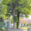 Zwei etwa 100 Jahre alte Linden hinter dem Eingangstor bilden den Beginn einer kleinen Allee auf dem Bächinger Friedhof.  