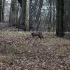 Ein Jogger sah am Ostersonntag im Wald zwischen Gerlenhofen und Aufheim dieses Tier und machte ein Foto mit seinem Smartphone. Vermutlich ist es der Wolf, der kurz darauf überfahren wurde. 