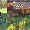 Eine Entenfamilie hat sich in Wullenstetten in einen Garten verirrt: Das zog einen Polizeieinsatz nach sich.  