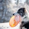 Forscher nehmen an, dass Hunde der meisten Rassen zwar heulen können, diese Fähigkeit aber wegen ihres veränderten sozialen Umfelds ihre Funktion verloren hat.