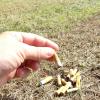 In der Natur weggeworfene Zigarettenkippen gelten als ökologische Zeitbombe mit dramatischen Folgen für Natur und Mensch. 