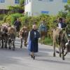 Mitten durch Kirchdorf führte der Weg der Rinder beim Viehscheid.  	