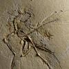 Das Foto zeigt einen versteinerten Archaeopteryx, der im bayerischen Altmühltal gefunden wurde.