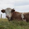 In Peiting hat ein Stier einen Landwirt schwer verletzt.