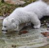 Nach über drei Monaten darf das kleine Eisbären-Mädchen im Tierpark Hellabrunn zusammen mit Mama Giovanna das Mutter-Kind-Haus verlassen. 