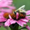 Bienen sind wichtig für die Natur - aber es gibt immer weniger davon.