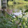 Unter der Donaubrücke wächst das Springkraut unaufhaltsam – wie an vielen anderen Stellen in der Region. 