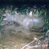 Ein Java-Nashorn badet in einem Nationalpark in Vietnam in einem Tümpel (undatiertes WWF-Handout). Die Art ist nach Angaben des WWF in dem südostasiatischen Land ausgestorben. dpa