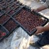 Ernte von Datteln im Westjordanland: Weltweit werden etwa tausend Dattelsorten angebaut.