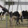 Auf den Spielplatz zog es am Nachmittag in Syrgenstein diese drei ausgebüxten Rinder.