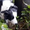 Eine aufmerksame Spaziergängerin, welche mit ihrem Hund im Bereich Günzburg/Denzingen unterwegs war, hat am Samstag Giftköder gefunden. Es ist nicht der erste Fund.