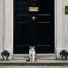 Kater Larry hockt vor der Downing Street 10, der Amtswohnung des britischen Premierministers. 
