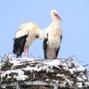 Der Dasinger Storch hat ein neues Weibchen gefunden.