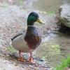 Der Bestand der Stockente sinkt in ganz Europa leicht. Die Gründe dafür sind laut dem Landesbund für Vogel- und Naturschutz (LBV) noch nicht ganz klar.
