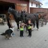 Beim Anspannen der Linzer Wagonette hilft die ganze Familie zusammen: Stefanie Baur mit Andreas und Martin, Hund Lucky sowie den Pferden Hänsel und Gretel.