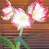 Leserfoto: Amaryllis blüht im August