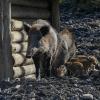 Achtung vor Wildschweinen: Eine Bache bewacht und verteidigt ihre Frischlinge wenn es sein muss auch mit Gewalt.