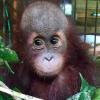 Das ist Alois. So haben schwäbische und niederbayerische Umweltschützer das Orang-Utan-Baby genannt, das in einem Dorf im Osten der Insel Borneo gefangen gehalten worden ist. Vermutlich sollte der Affe an die Tiermafia verkauft werden. Jetzt hat Alois die Chance, nach Jahren des Übergangs in Freiheit zu leben. 	