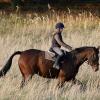 Eine junge Reiterin ist bei einem Unfall mit dem Pferd verletzt worden. 