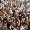 Die Käfighaltung von Hühnern wurde bereits abgeschafft. Viele Tiere leiden allerdings weiterhin unter der Massentierhaltung.