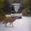 Das Bild aus einem Video zeigt einen der frei gelassenen Wölfe an einer Straße bei Lindberg im Bayerischen Wald Bayern. 