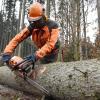 Waldarbeiter Andreas Püschel säubert hier einen gerade gewachsenen Fichtenstamm: Im Staatswald läuft der Holzeinschlag momentan auf Hochtouren.