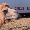 Schwere Zeiten erlebt der Zirkus Barnum, der zurzeit auf der Mindelheimer Schwabenwiese steht.  	